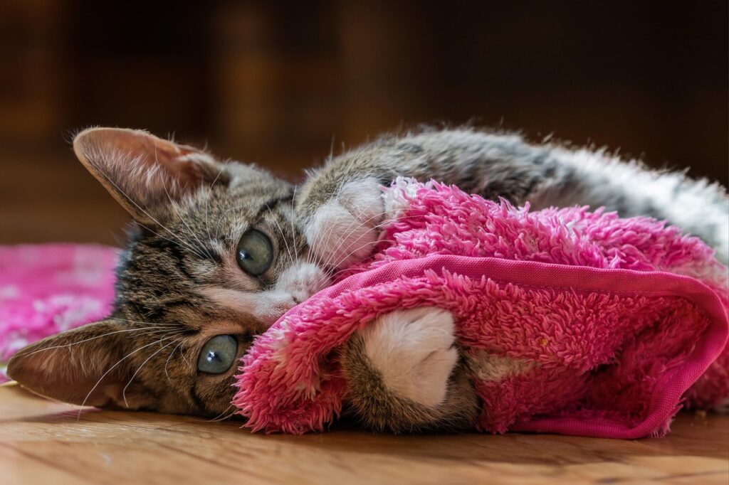 european shorthair, nature, cat, kitten, pet, young cat, animal, domestic cat, feline, domestic animal, mammal, fur, closeup, portrait, pink, cute, cat, cat, cat, cat, cat, pet, pet, pet, domestic cat, pink