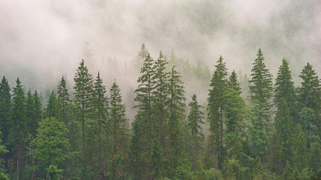 A serene view of a misty forest with tall evergreen trees partially obscured by fog.