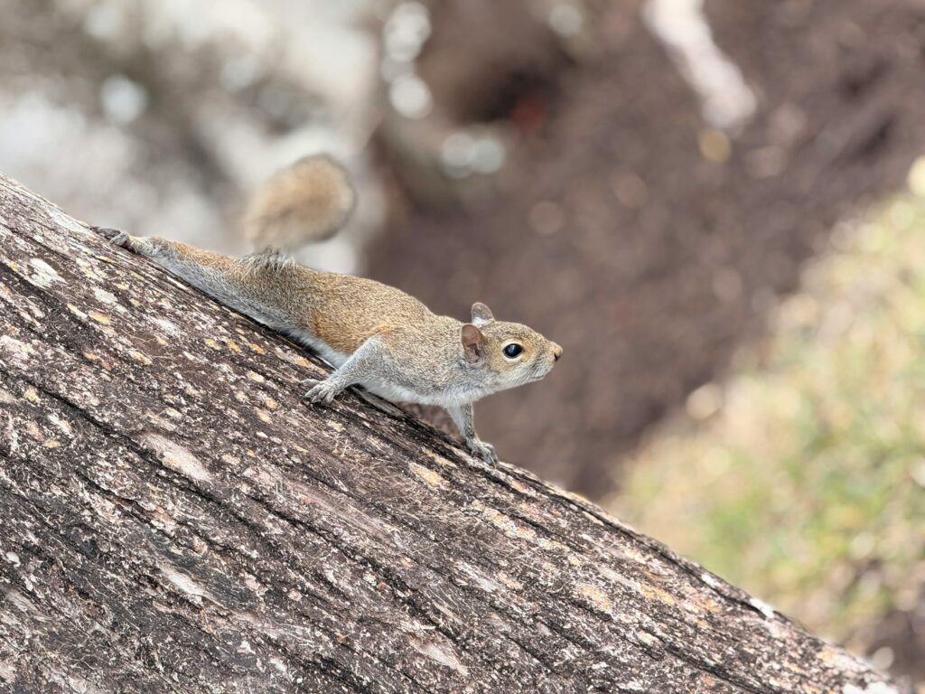 Squirrel perched on a tree trunk, showcasing its natural habitat and agility.