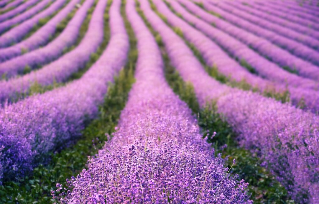lavenders, flowers, lavender field, purple flowers, bloom, flower background, blossom, flora, nature, flowering plant, fragrance, plants, inflorescence, field, beautiful flowers, purple, summer, flower wallpaper, lavender field, lavender field, purple, purple, purple, hd wallpaper, purple, purple