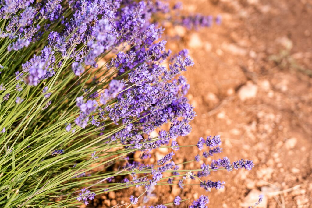 A vibrant display of lavender flowers blooming outdoors, capturing nature's beauty.